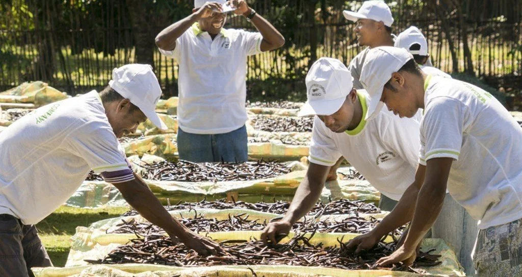 Important facts about producing vanilla beans